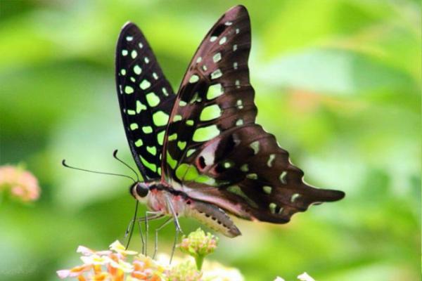 «Тропическое чудо». В областном краеведческом музее откроется выставка живых тропических бабочек. 
